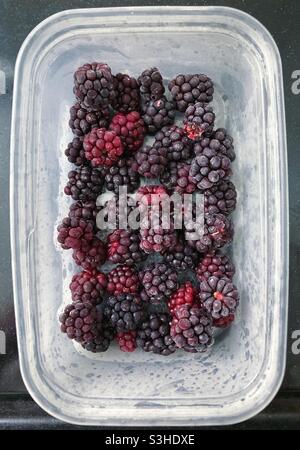 Frozen blackberries from foraging, in a plastic container Stock Photo