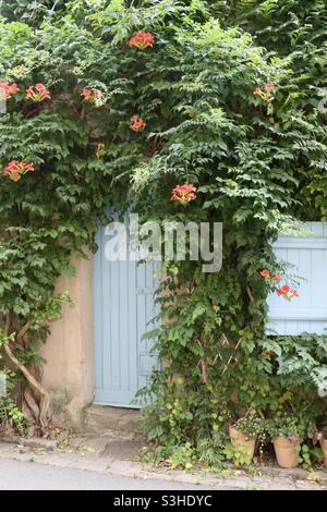 door surrounded by orange bignone Stock Photo