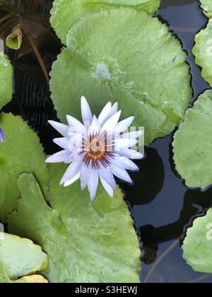 Purple and white water lily. Stock Photo