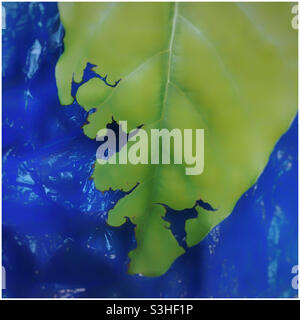 Insect-nibbled leaf against blue plastic bag looks like map of the world Stock Photo