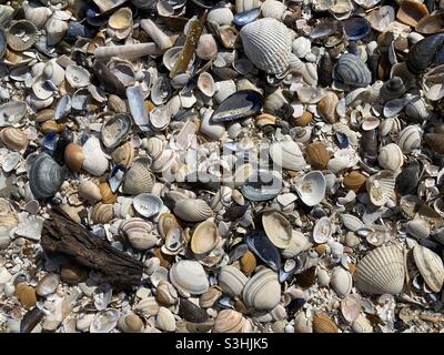 Various shells washed up on the beach and a piece of brown wood are lying around Stock Photo