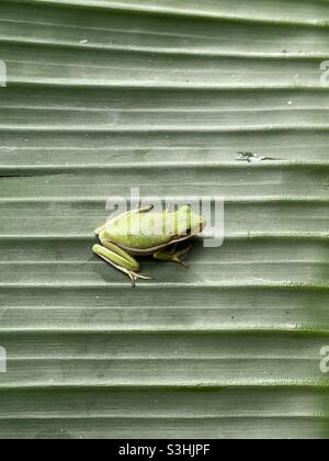 Small green tree frog on textured palm leaf Stock Photo