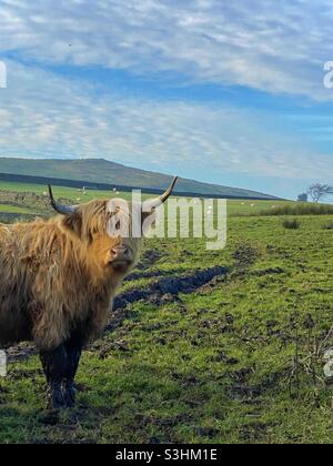 Mucky Moo the highland cow Stock Photo