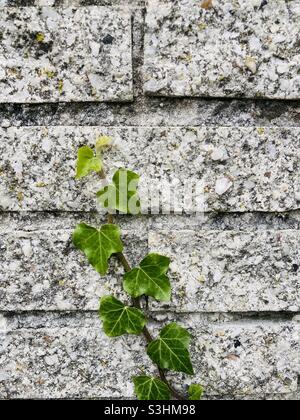 a green ivy tendril grows high on a gray brick wall Stock Photo