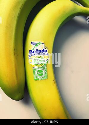 Close up of an organic banana with the brand sticker Belinda, USA, 2021 Stock Photo
