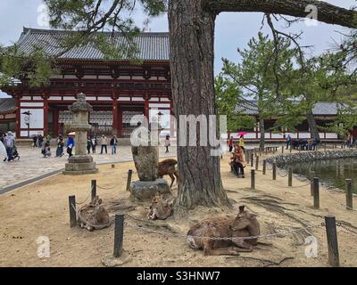 Deers resting around an old tree in Nara Park near the gate to Todaiji temple, Japan. Stock Photo