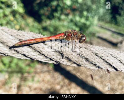 Red Dragon Fly sunbathing on Rope Stock Photo