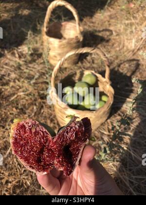 Freshly picked figs in a basket Stock Photo