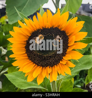 A Carder bee and a bumblebee make a funny face on a sunflower Stock Photo