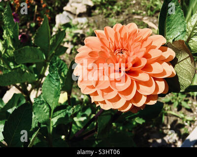 Orange colour Garden dahlia Dahlia pinnata flower head in summer Stock Photo