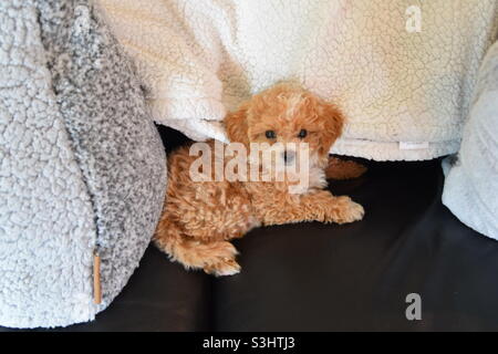 https://l450v.alamy.com/450v/s3htj3/small-puppy-cuddles-on-back-couch-surrounded-by-fluffy-blankets-s3htj3.jpg