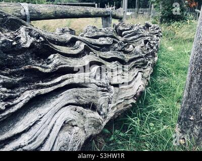 weathered gray tree trunk with deep grooves lying in green grass Stock Photo