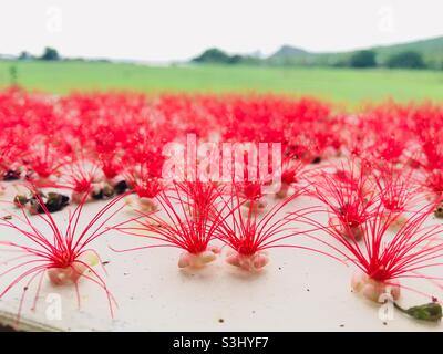 Salix babylonica flowers fall on the ground Stock Photo