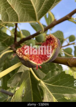 Ripe fig burst open on the tree Stock Photo