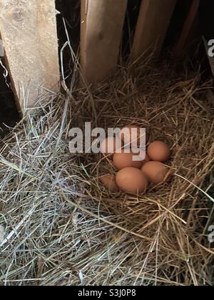 Fresh hens eggs in a straw nest on grass Stock Photo - Alamy