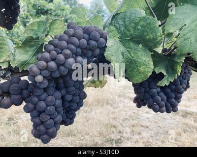 Pinot gris grapes ready for harvest. Stock Photo