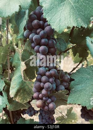 Ripe pinot gris grapes ready for harvest. Stock Photo