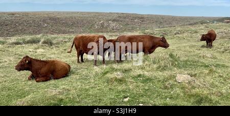 Devon cattle at kynance cove Stock Photo