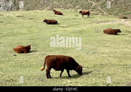 Devon cattle at kynance cove Stock Photo