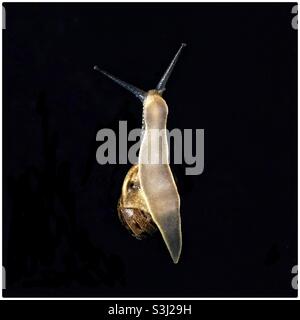 Snail on a window Stock Photo