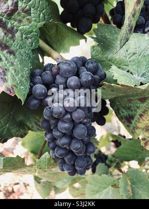 Ripe Pinot noir grapes ready to be harvested. Stock Photo