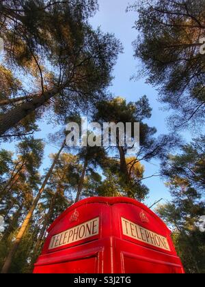 Red traditional UK telephone box against pine trees and blue sky Stock Photo