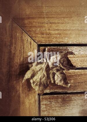 Dry fallen tree leaf with wood background Stock Photo