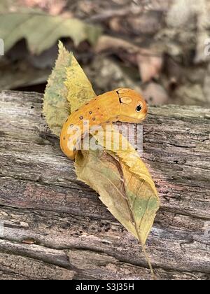An orange spicebush swallowtail caterpillar in eastern New York state, USA. Stock Photo