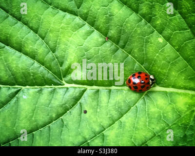 A ladybug perches on a green leaf in a forest in Mexico Stock Photo