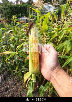 Homegrown organic sweetcorn ready for picking on a garden allotment in September 2021 UK Stock Photo