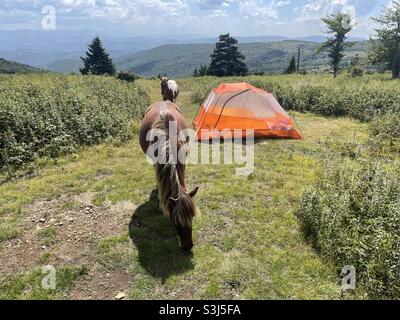 Wild ponies grazing on the grass as they walk through a backcountry campsite in southwest Virginia near Grayson Highlands State Park. Stock Photo