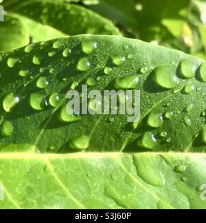 Leaf, raindrops, sunlight, green, nature, raindrops on leaf, vibrant, fresh Stock Photo