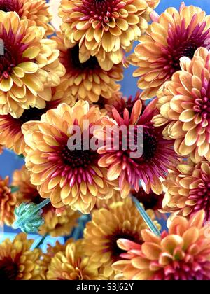 Chrysanthemum 'Pumpkin' flower . Chrysanthemum morifolium (also known as florist's daisy and hardy garden mum) is a species of perennial plant from Asteraceae family. Stock Photo