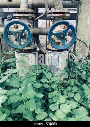 Steam control valves overgrown by plants