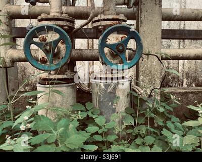 Steam control valves overgrown by plants