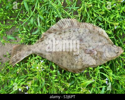 A flounder (Platichthys flesus) caught from a Welsh surf beach, September. Stock Photo
