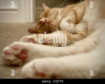 Sleeping ginger cat Stock Photo