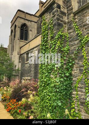 Ivy growing on the exterior of a stone building at Victoria College, University of Toronto, Canada. Stock Photo