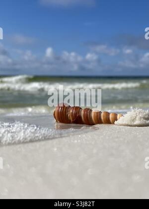 Sea snail shell lying on sand on the beach Stock Photo