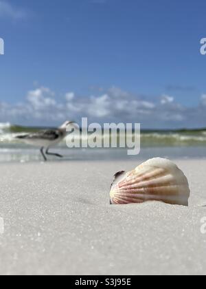 Seashell on the beach with blur background of sanderling bird and ocean water Stock Photo