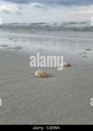 Tiny seashells on the beach with blur ocean background Stock Photo