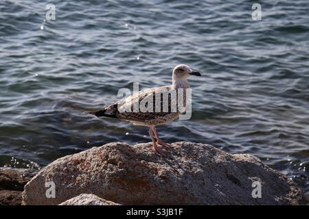 A young seagull standing on a rock looking at the landscape Stock Photo
