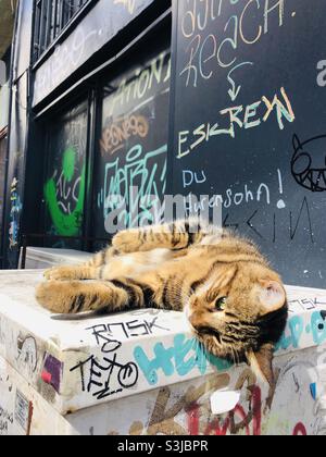 Stray cat lying comfortably on street Stock Photo