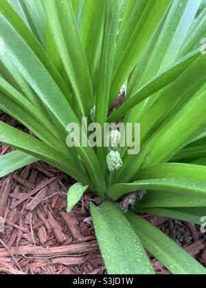 Flower Stalks Forming on a Spanish Bluebell Plant Stock Photo