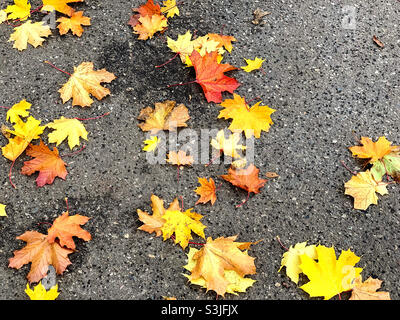 a scattering of multicolored maple leaves on the asphalt road Stock Photo