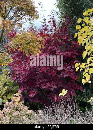 Dark red Japanese maple tree. Acer. Stock Photo
