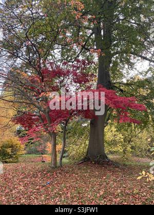 Maple trees in autumn. Stock Photo