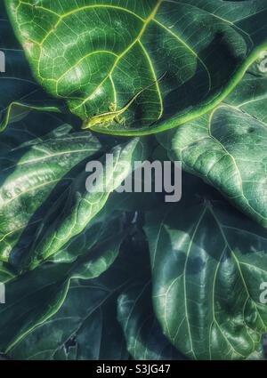Green Anole perched on branch of a Fiddle-leaf fog plant Stock Photo