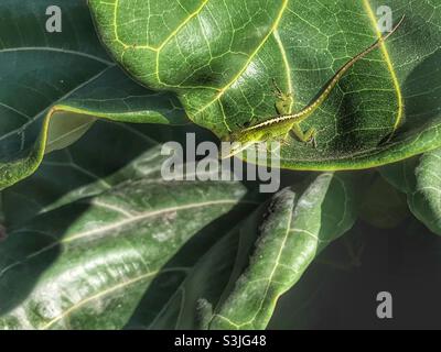 Fiddle-leaf fig plant with Carolina Anole on it’s leaf Stock Photo