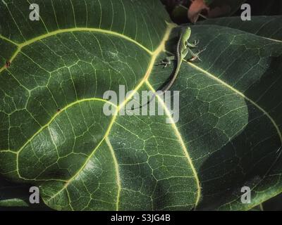 Carolina Anole scurries away on Fiddle-leaf fig leaf Stock Photo